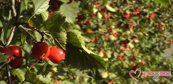 ягоды боярышника на дереве